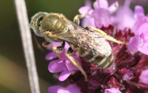 Réf. 307 766 : Seladonia sp.